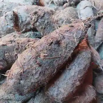 新鲜入地老鼠根茉莉花根白花广东煲汤钻地老鼠1斤 钻地老鼠3斤装