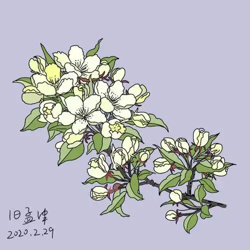 左掖梨花简笔画