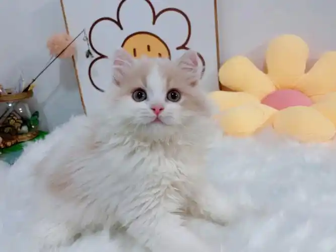 猫咪英短乳白长毛高地弟弟