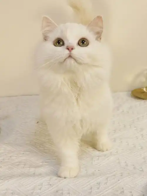 已定新家2xxx乳白净梵长毛高地猫株洲猫