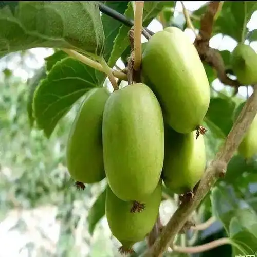 家里有院子,别错过这款果树,抗旱耐寒,口感鲜甜,营养价值高