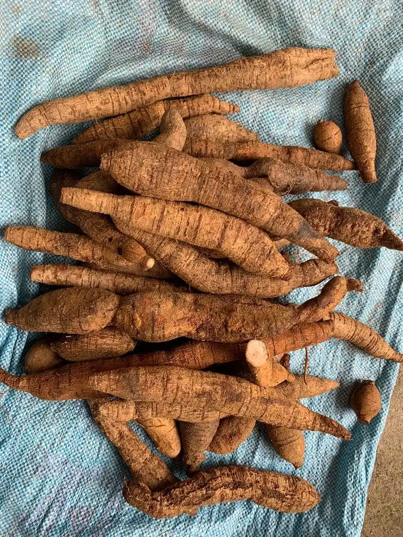 昨晚刚挖下山的牛大力发少少顺丰早班车.真正野生牛大力 - 抖音