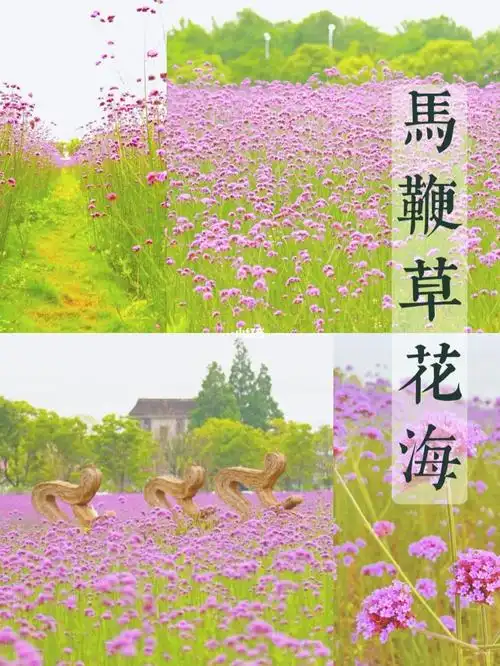 上海免费马鞭草花海,醉倒在初夏的紫色里!