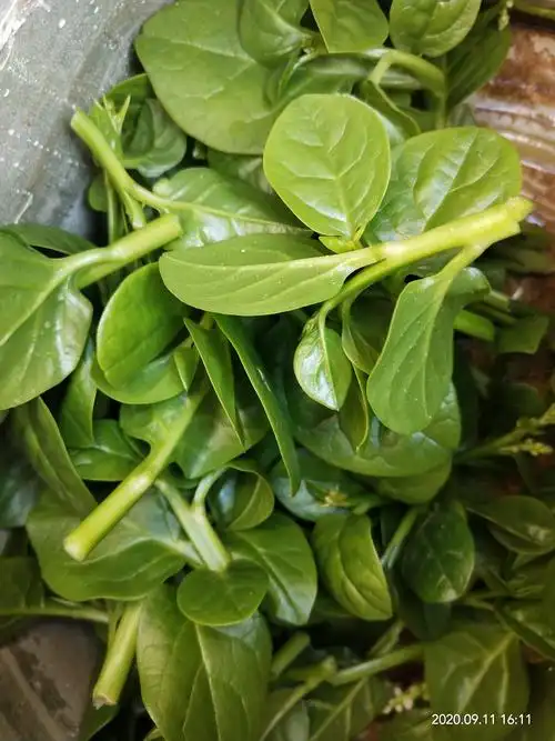 猫耳菜特别耐旱,从初夏熬过了酷暑,一直都那么生机勃勃,绿得发黑!