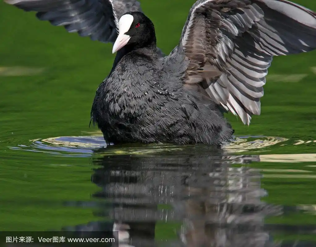 一只白骨顶鸟在水面游泳