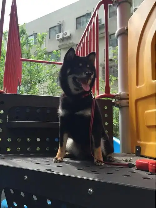 一只帅气黑色的柴犬kuma的图片