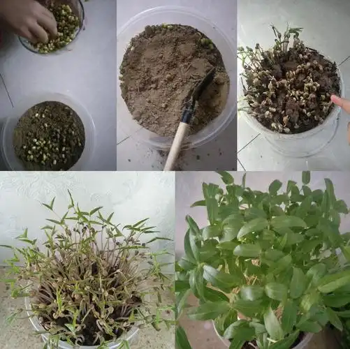 都是一个生命,从播种到发芽到成长……每一个长大的过程都是漫长的,像