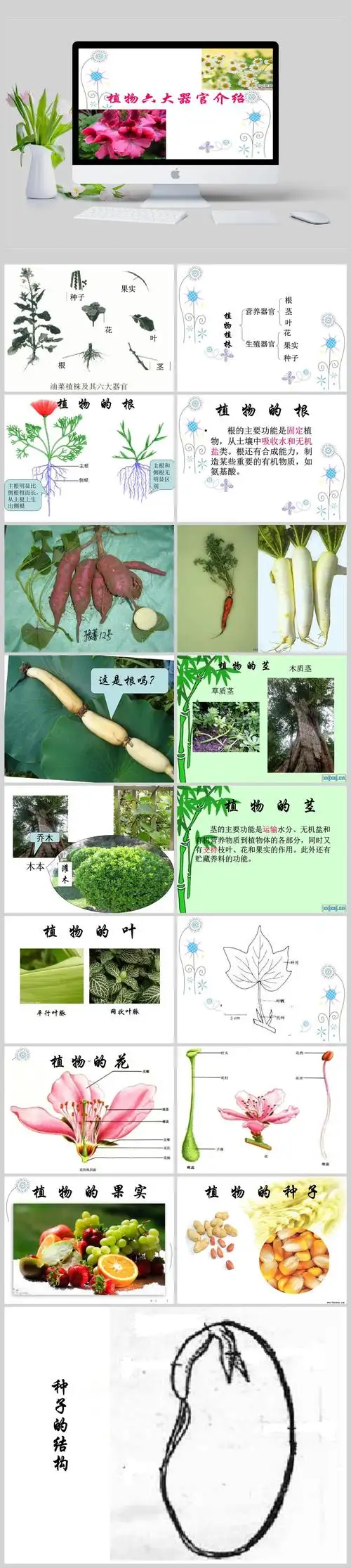 植物六大器官学习课件ppt