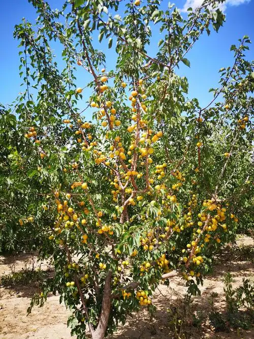 自家珍珠油杏成熟啦～欢迎现场采摘或在线下单