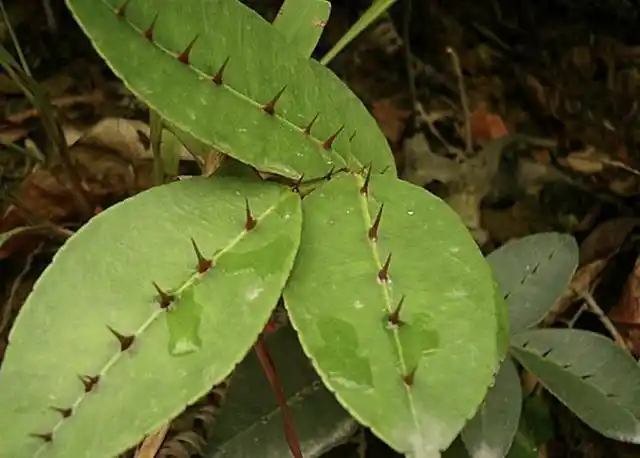 1种野草人称"两面针",有着粗壮的主根,叶片还有刺,却珍贵!
