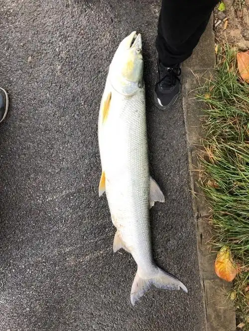 黄箭鱼也叫鱤鱼,这么大的还是很少见!