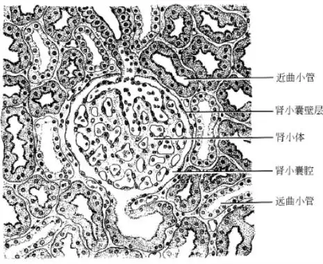肾的组织结构解剖学基础