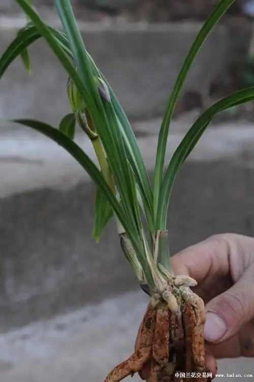 药草:子母2苗1花箭(双花矮壮苗) - 中国兰花交易网