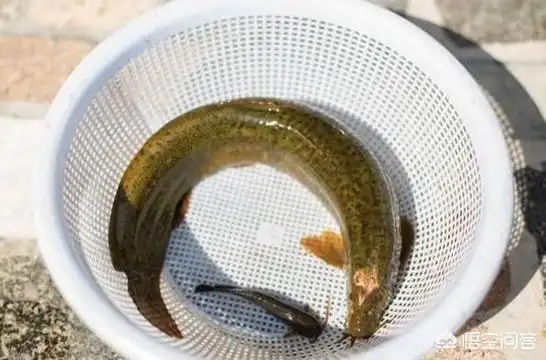 泥鳅:农村野生的泥鳅,最大能长到几斤?你见过最大的泥鳅多大?