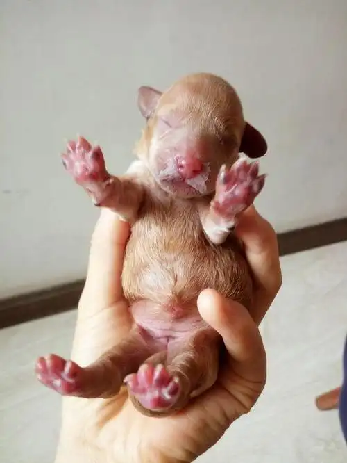 女子家迷你泰迪生下五只小奶狗,看着瘦小的泰迪 主人心疼落泪