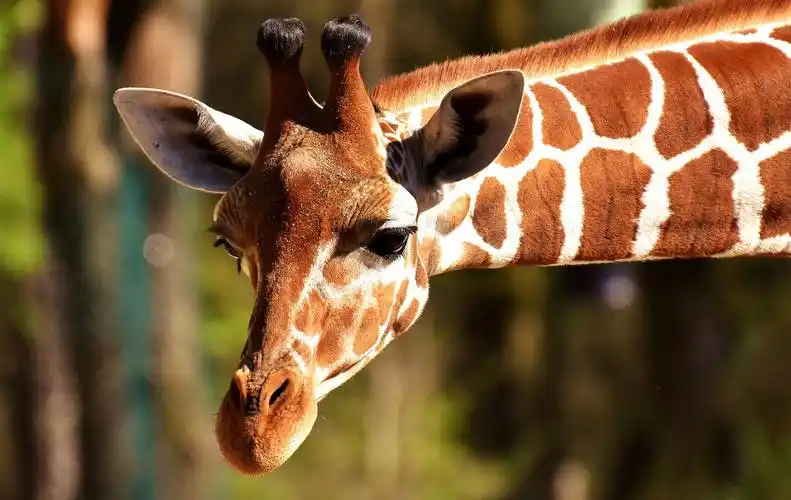 discoveryouranimalpersonality