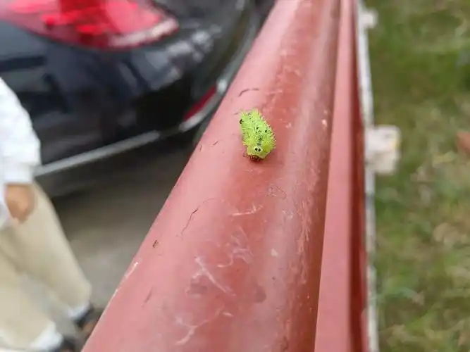 毛毛虫