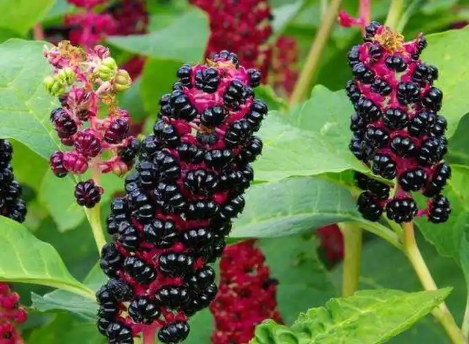 商陆怎么吃有毒吗