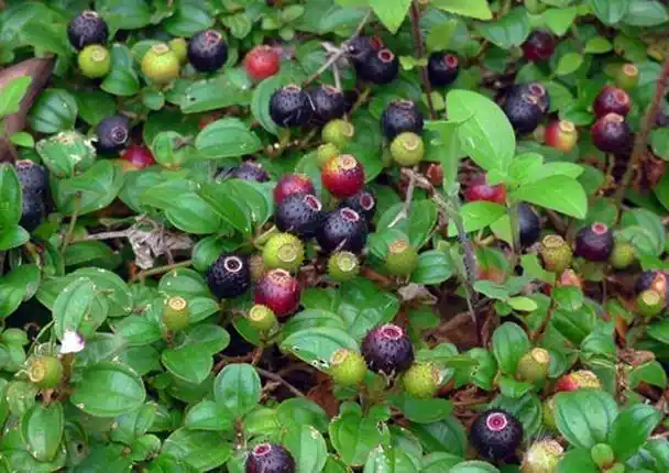 常见野果名称及拼音