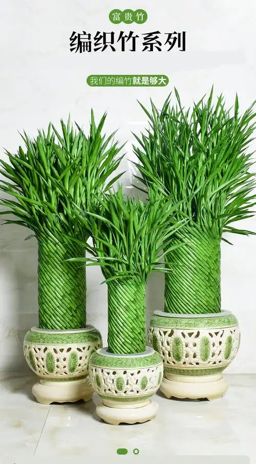 节节高盆栽富贵竹植物花卉盆栽大型绿植客厅水养开运竹子植物 运竹子