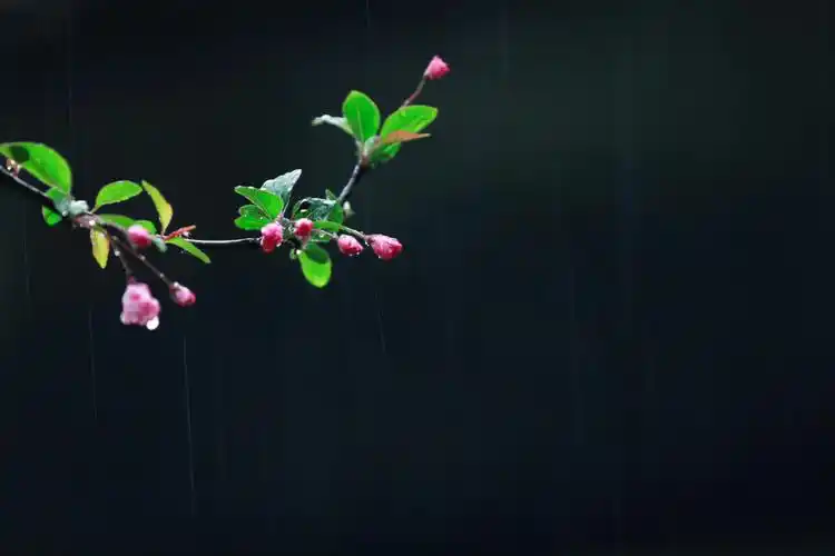 春雨贵如油