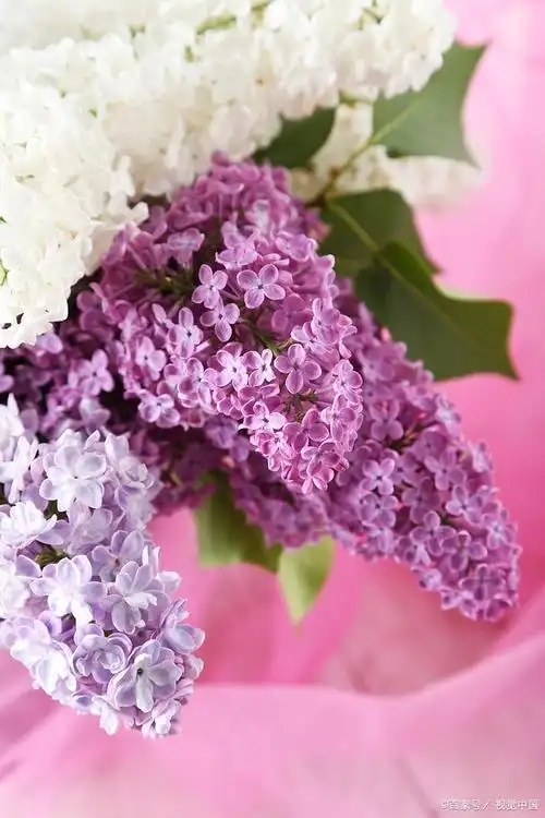 粉色满天星的花语?