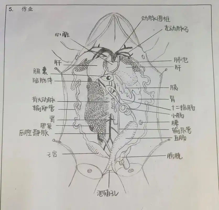 牛蛙解剖手稿图   画牛蛙的上午哈哈哈 不得不说牛蛙的劲真的很大