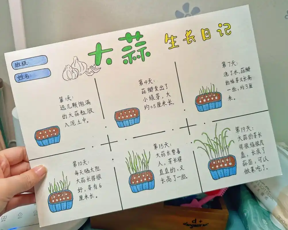 原创植物生长日记——大蒜