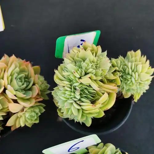 三色堇多头群生老桩多肉植物组合盆栽缀化一物一拍缀化包邮实拍