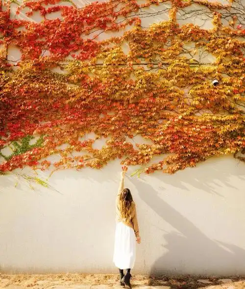 秋天拍照,不露脸第一招,当然是拍美美的背影了.