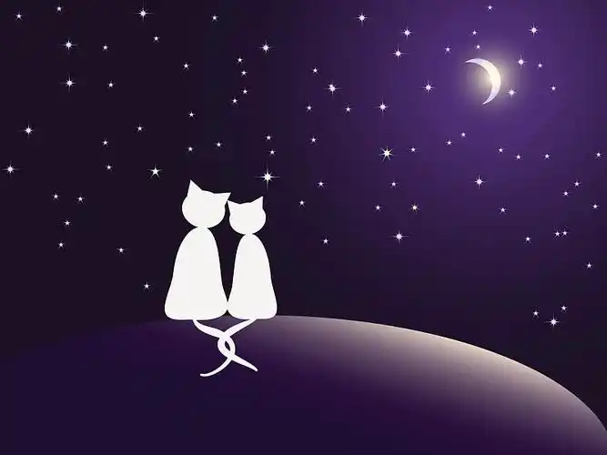 两只猫在看星星图片下载