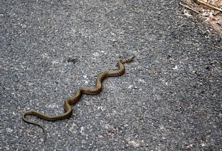 p>草花蛇生活于平原,丘陵或山区耕作地带,常出没于