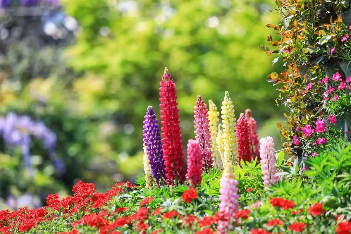 看这是鲁冰花就藏在湖州这个村子里