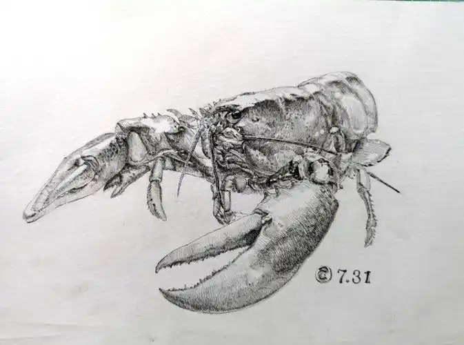 蒜香小龙虾的画法