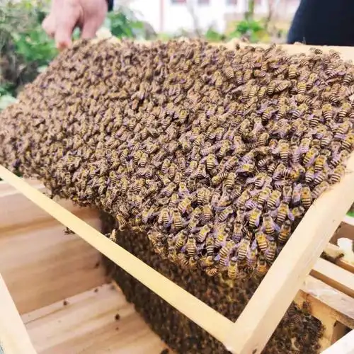 中蜂蜂群带王蜜蜂蜂群养殖带子脾阿坝中蜂带蜂箱中华土蜂出售