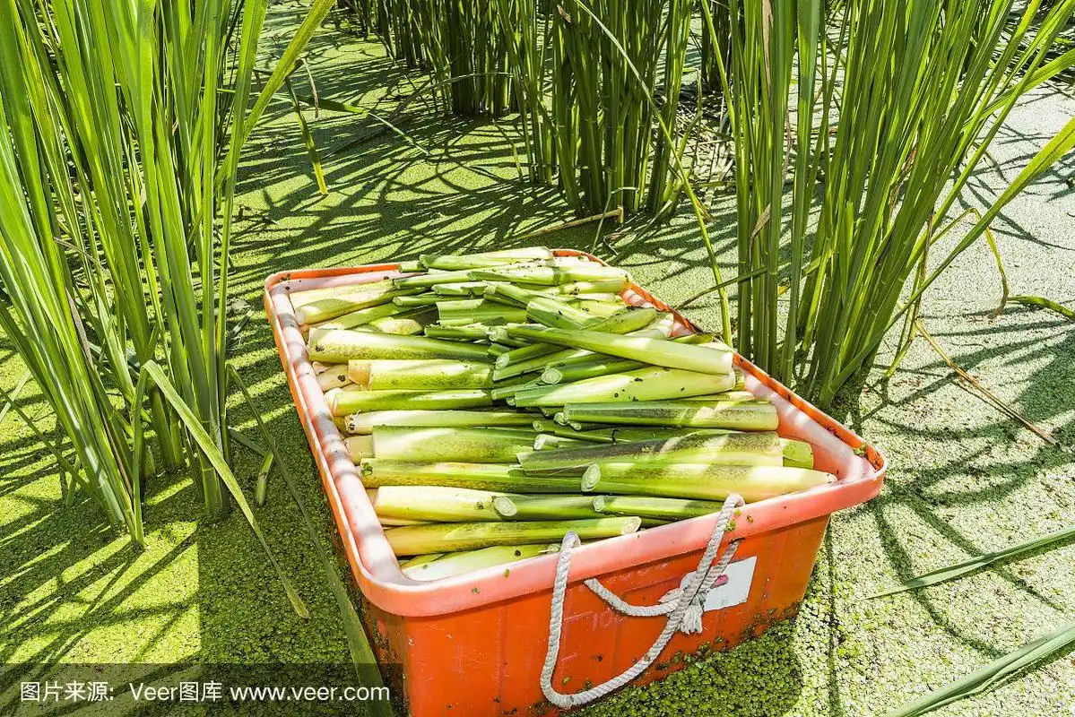 茭白作物在水中