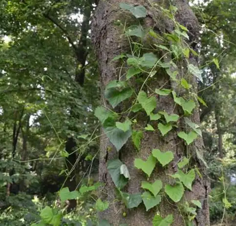 村边生长的这种野生藤,俗称"老鼠拉冬瓜",却有不错的药用价值