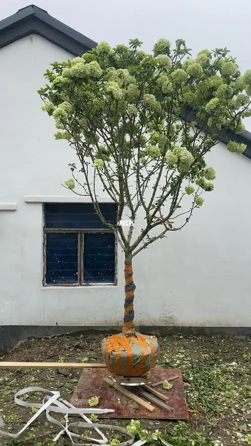 中华木绣球今日上新327