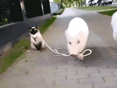 猪,逃跑的表情包动态gif表情图片 - 找表情上表情家