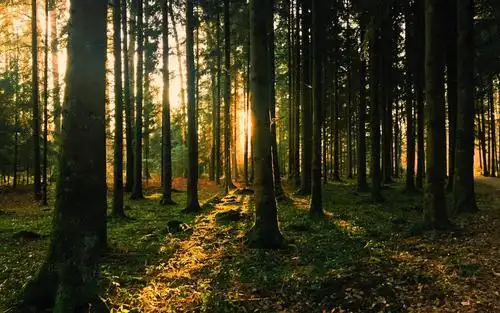 幽静唯美的森林意境美景