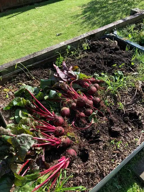 真实甜菜根吃了有什么好处甜菜丰收能吃的根甜菜根图片食用方法甜菜根
