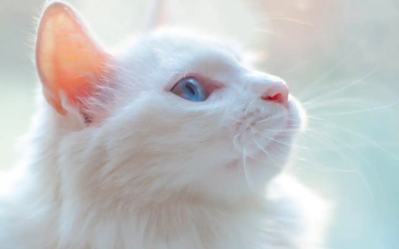 可爱白色小猫咪图片高清电脑壁纸