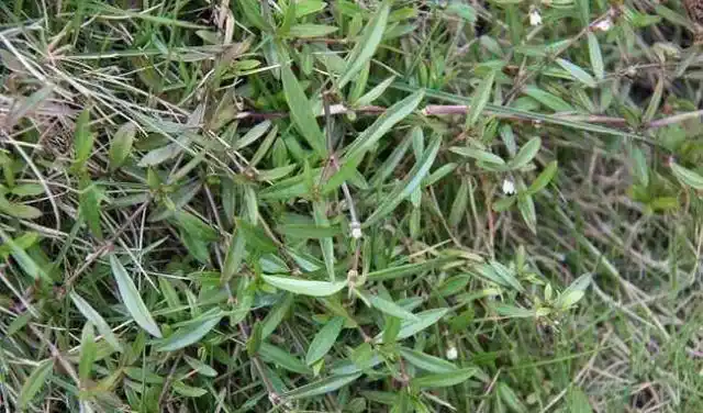 农村里有一种叫"蛇舌草"的草有什么用处呢看看老农怎么说