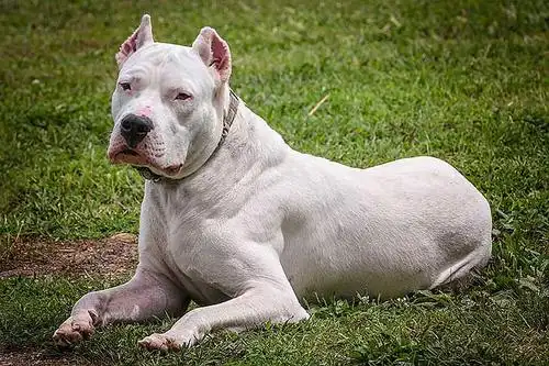 杜高犬图片纯种杜高犬图片大全