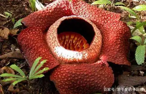 食人花是究竟是植物还是动物?它真的会吃人吗?