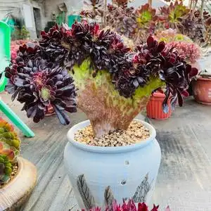 孙小猪多肉欧版紫羊绒缀化 法师 孙小猪多肉 叶展16厘米