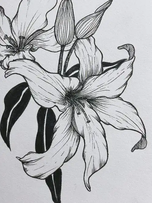 线描  #临摹  #临摹素材  #百合花  #绘画  #绘画日常