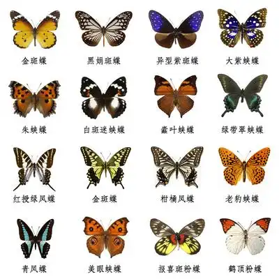 蝶语:a2蝴蝶标本 轻微瑕疵蝶 多个品种适合科普教育及初级收藏