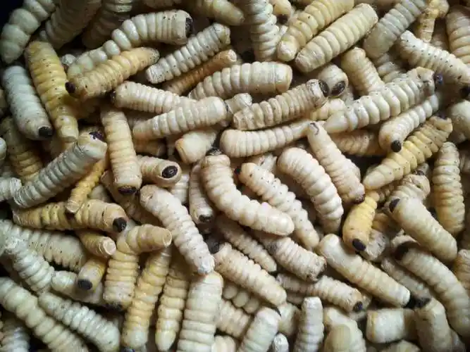 伟博速冻大柴虫大木虫大财虫大木花哈虫木虫天牛幼虫食用高蛋白 1斤