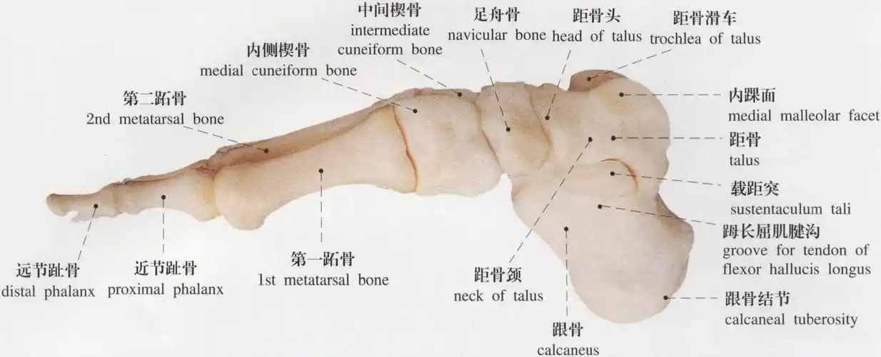 图107 足骨(内侧面观)